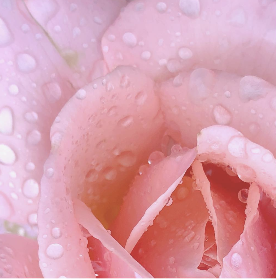 rose rebecca campbell