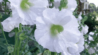 white flower rebecca garden