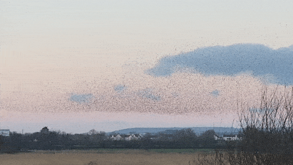 The starlings returning to the reeds to sleep in the winter at Ham Wall, Somerset