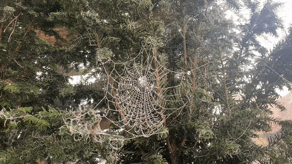 Frozen spider's web in the ancient yew tree
