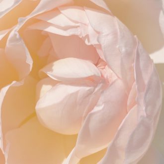 We are like flowers